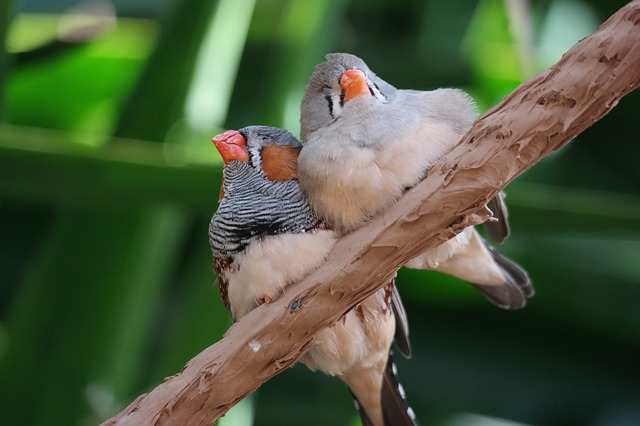Male and female zebra finch sitting on a branch clumping