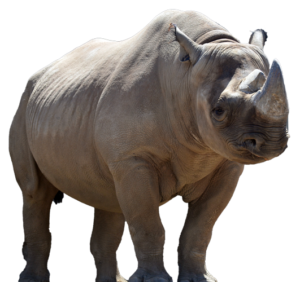 Black Rhino