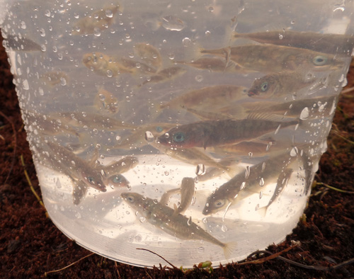 Threespine Stickleback fish in a container